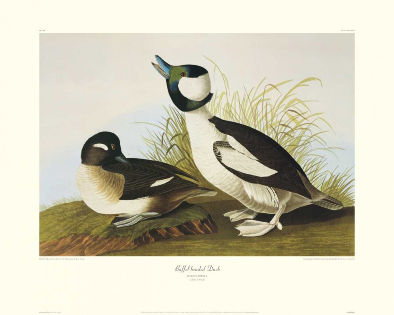 Buffel-Headed Duck Poster Print by John James Audubon - Item # VARPDX132802